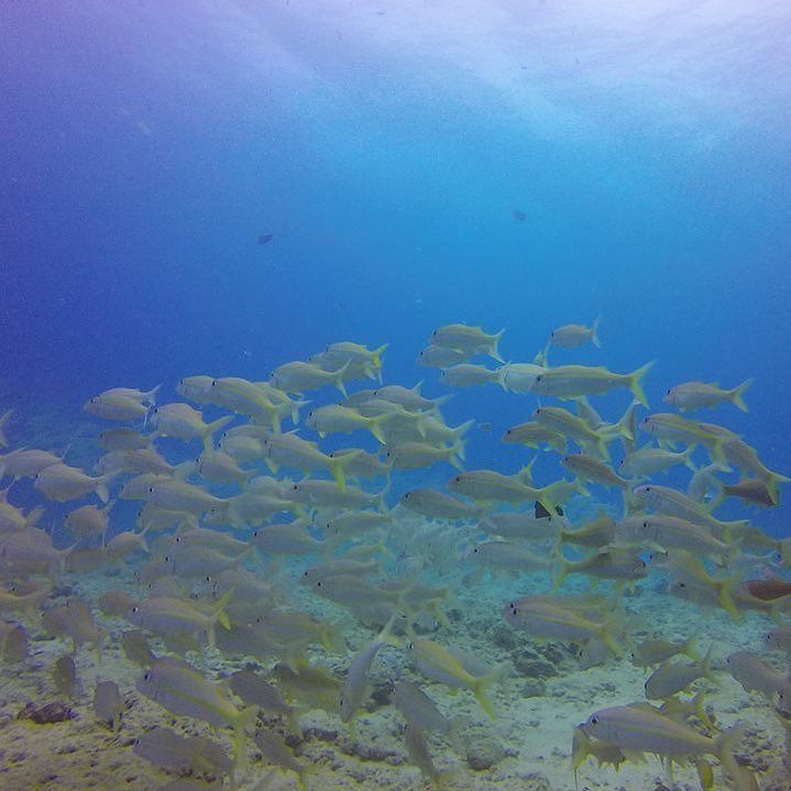 scuba_hawaii's tweet image. It's raining...... fish!

#Hawaii #scuba #Gopro #diving with #coralreef #yellowstripegoatf… ift.tt/1WwCXtX