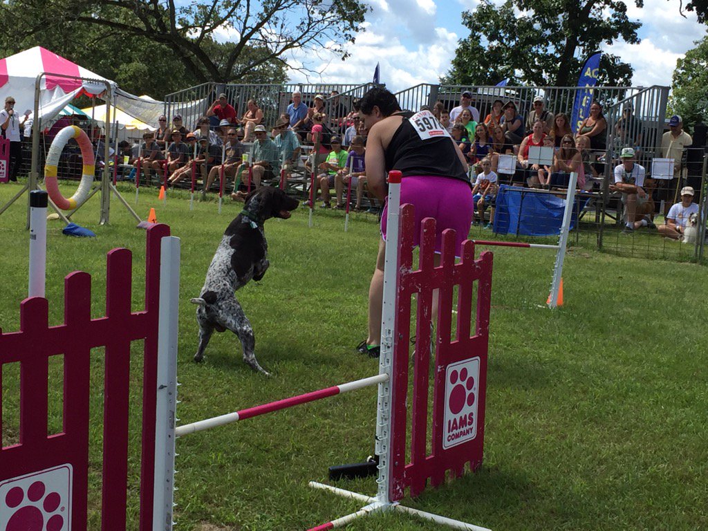 GameFairUSA's tweet photo. Great #agilitydogs running the course on the center of the #GameFair2016 grounds https://t.co/tT1eQgYKmd
