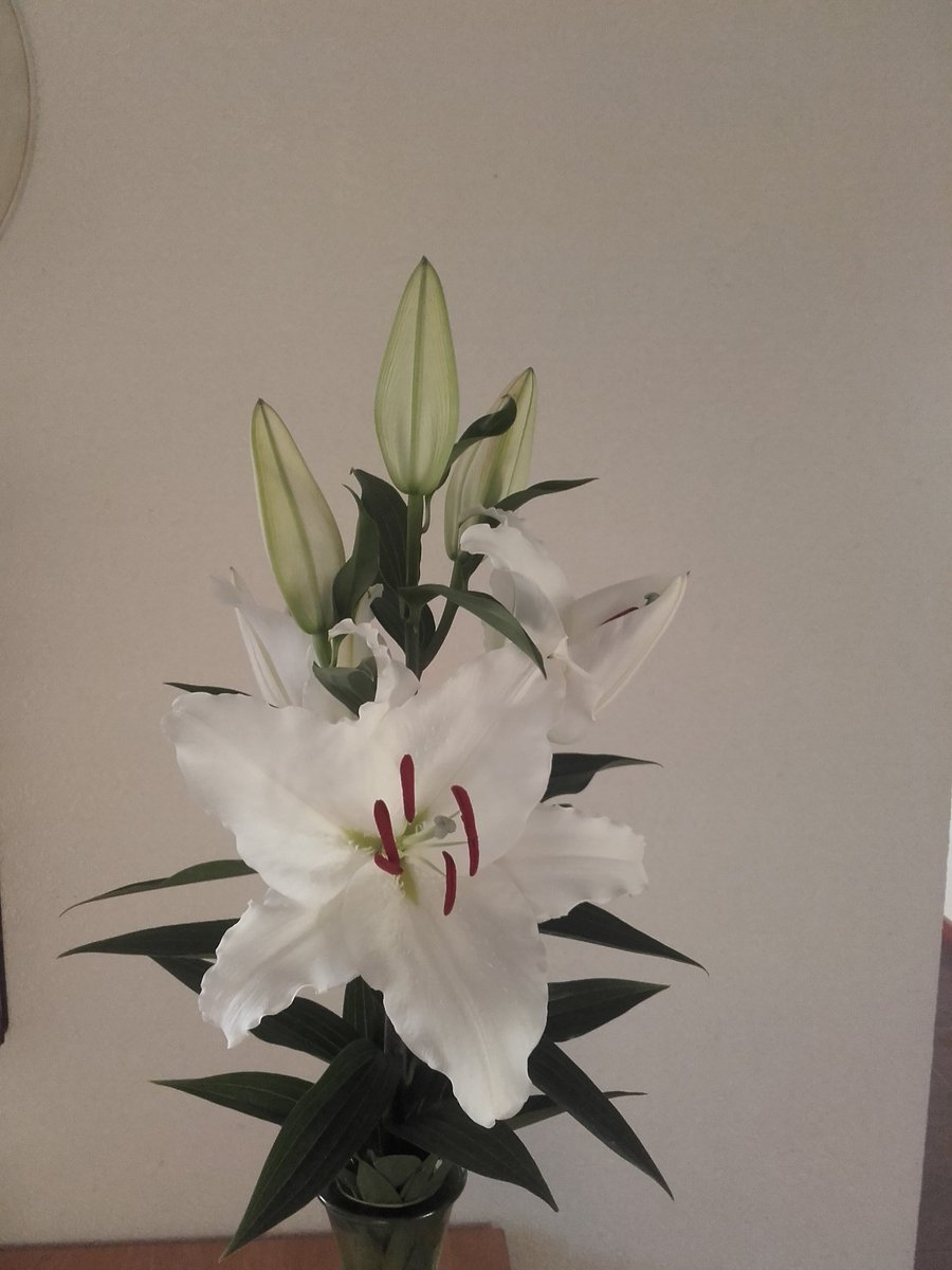 DirkKoper's tweet image. Avventura super opstaand en stevig made by cooperflowers