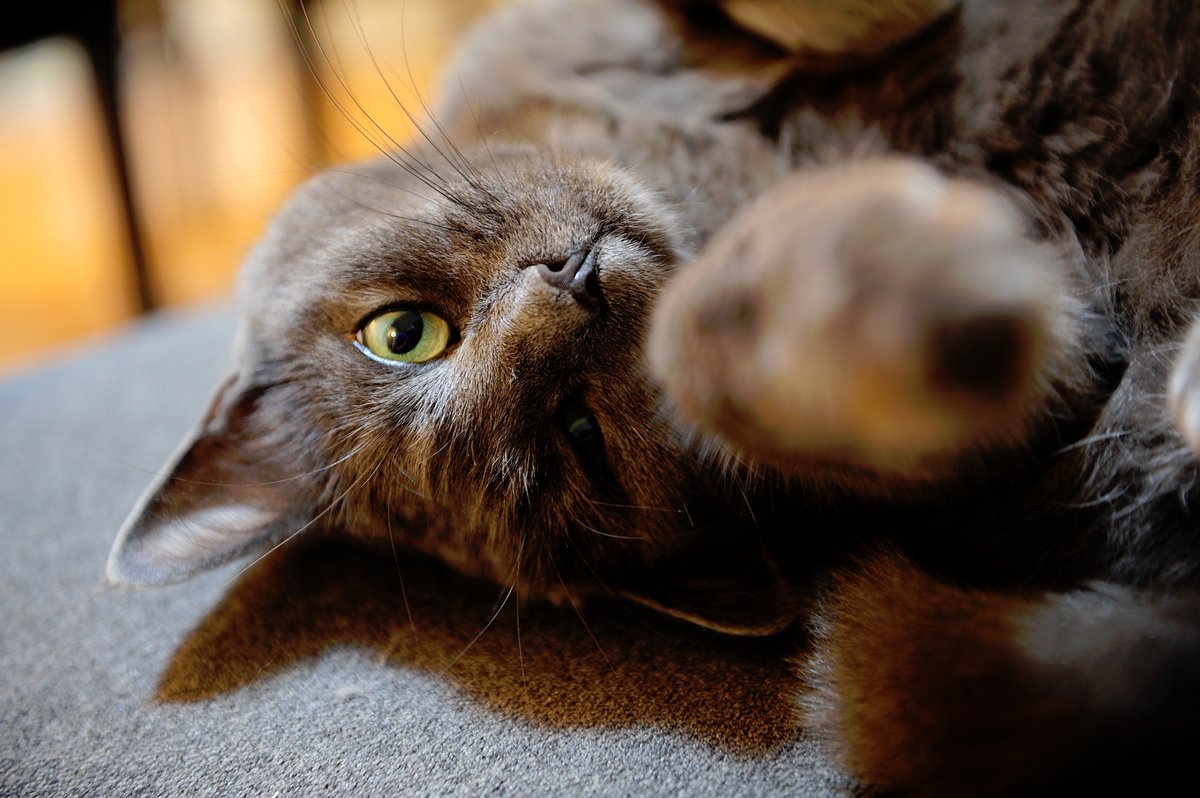 DOC_Reptiles's tweet photo. Resident DOC Cat showing us her cute side :) #cats #kitty #cute #fluffy #animals #pets #business #photography https://t.co/AVukbVdE2e