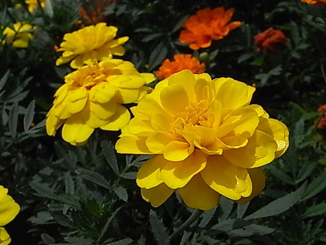 もも おはようございます 8 15誕生花 F マリーゴールド 花言葉 生命の輝き 別名千寿菊 キク科の一年草 16世紀フランソワ王の庭園から欧州に流れたのでフレンチが付きます 独特な香りが虫除けになり 乾燥しても防虫剤に もも おはようございます 8 15誕生花 F マリーゴールド 花言葉 生命の輝き 別名千寿菊 キク科の一年草 16世紀フランソワ王の庭園から欧州に流れたのでフレンチが付きます 独特な香りが虫除けになり 乾燥しても防虫剤に