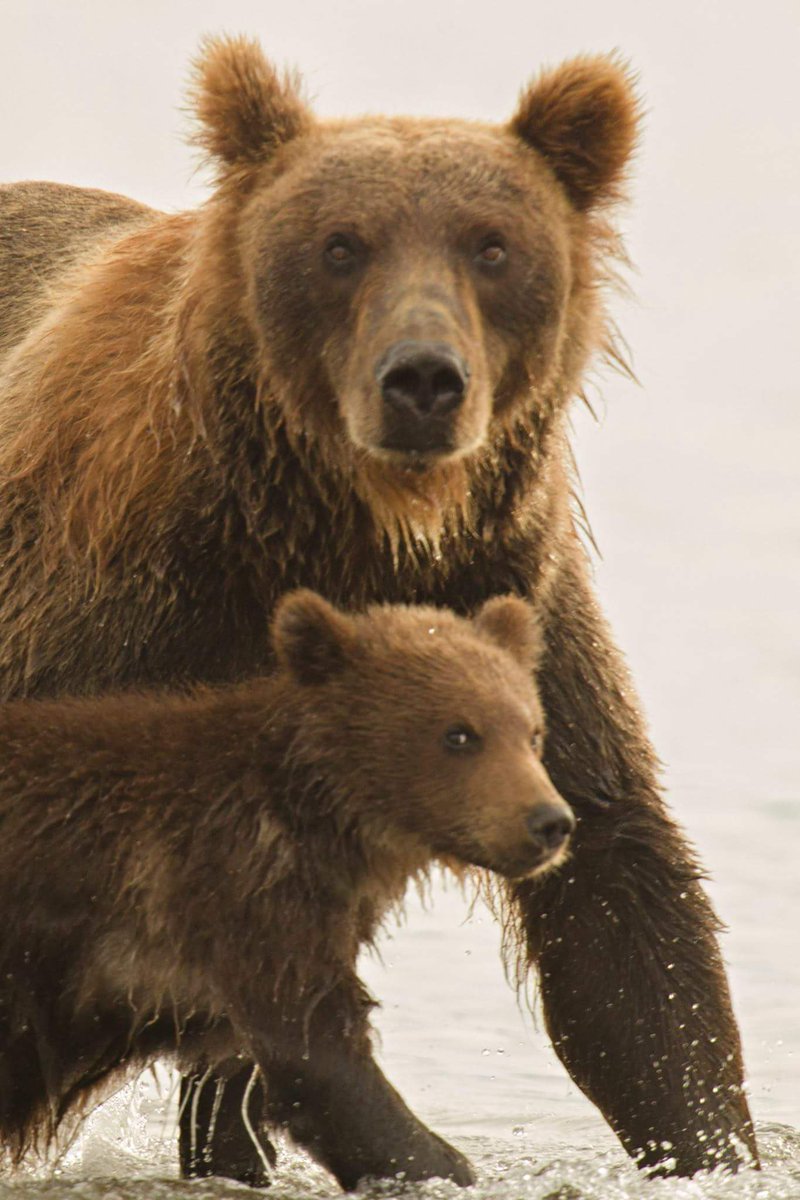 WPA_org's tweet photo. #ursusarctosberingiano Grizzly bear #Kamchatca #Mom &cub @ChiaraCecchina1 https://t.co/q0h6amDJb8