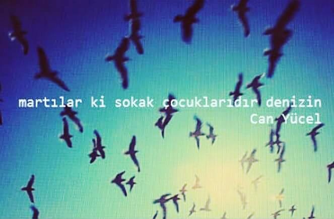 Martılar ki sokak çocuklarıdır denizin..

Can Yücel