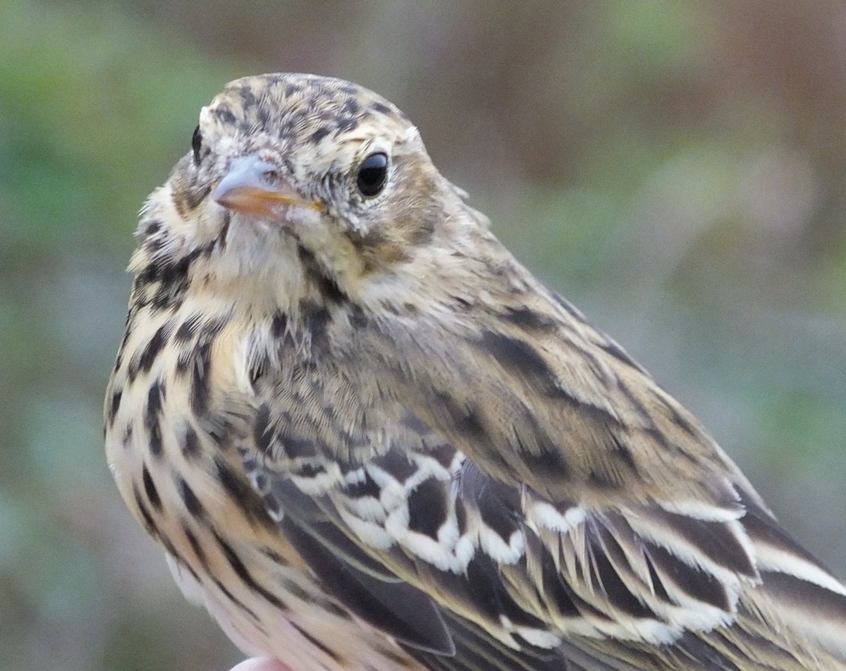 OwainGabb's tweet photo. #Oxwich #birdringing 16 tree pipits. See: https://t.co/OWfy7tCYTC @Emma_Owl_Cole @goweros @BTO_Cymru @_BTO https://t.co/yxPYaMmM14