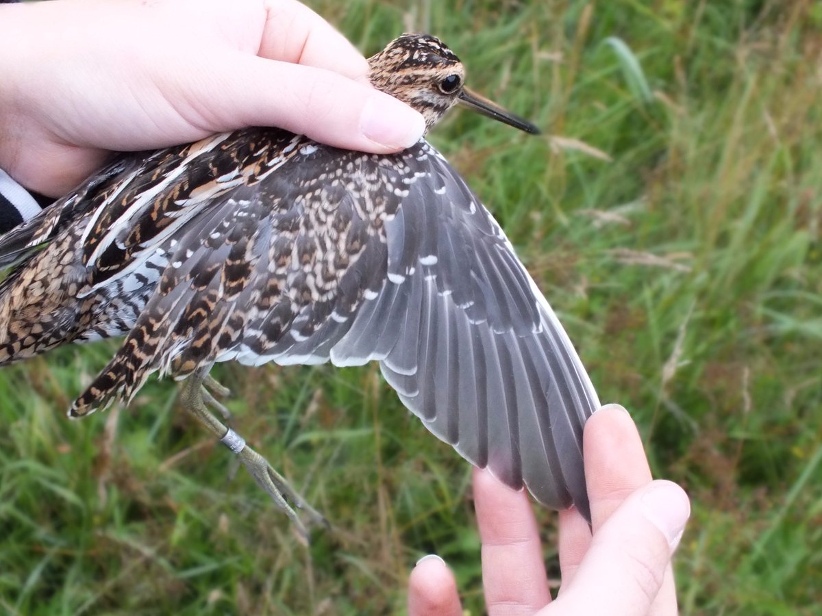 OwainGabb's tweet photo. #Oxwich #birdringing 16 tree pipits. See: https://t.co/OWfy7tCYTC @Emma_Owl_Cole @goweros @BTO_Cymru @_BTO https://t.co/yxPYaMmM14