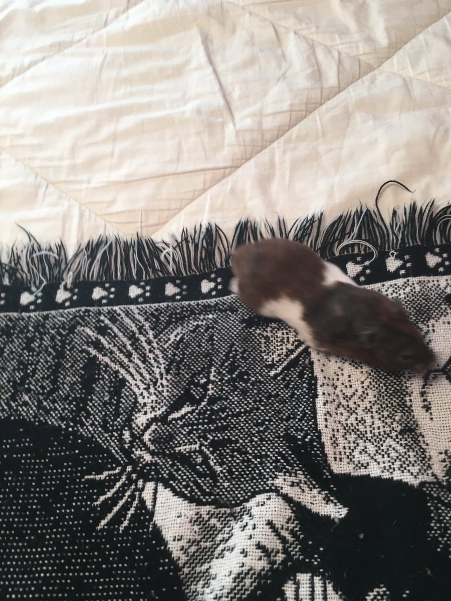 Pikalope's tweet photo. #HamsterSittingIsWork This little guy wants to run to the end of the bed! XD! https://t.co/pQjyyEGztE