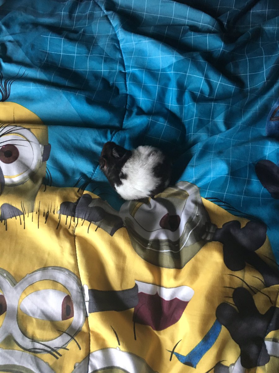 Pikalope's tweet photo. Moving onto the next Hamster! https://t.co/pcskpx69KN