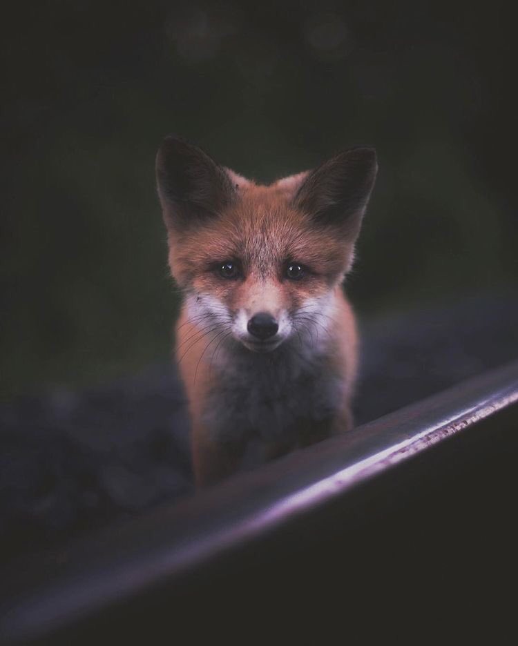 naturenchill's tweet photo. Foxes are SO beautiful 😩😍 https://t.co/OW5SISK2uW