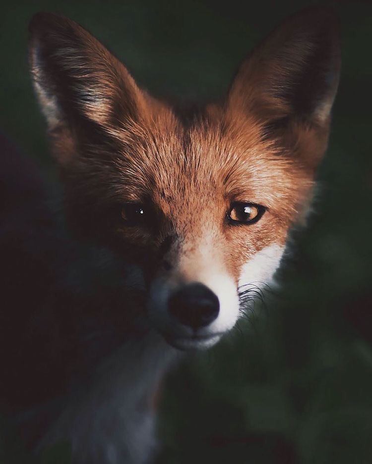 naturenchill's tweet photo. Foxes are SO beautiful 😩😍 https://t.co/OW5SISK2uW