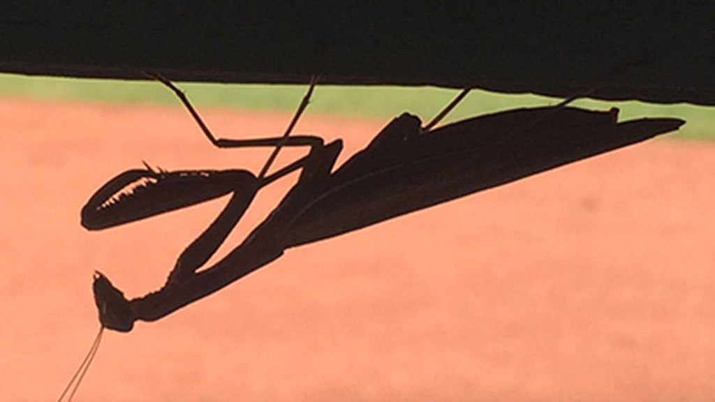 Cut4's tweet photo. Have you seen this #RallyMantis? Update: He's in Boston! https://t.co/rzeY6fDxok