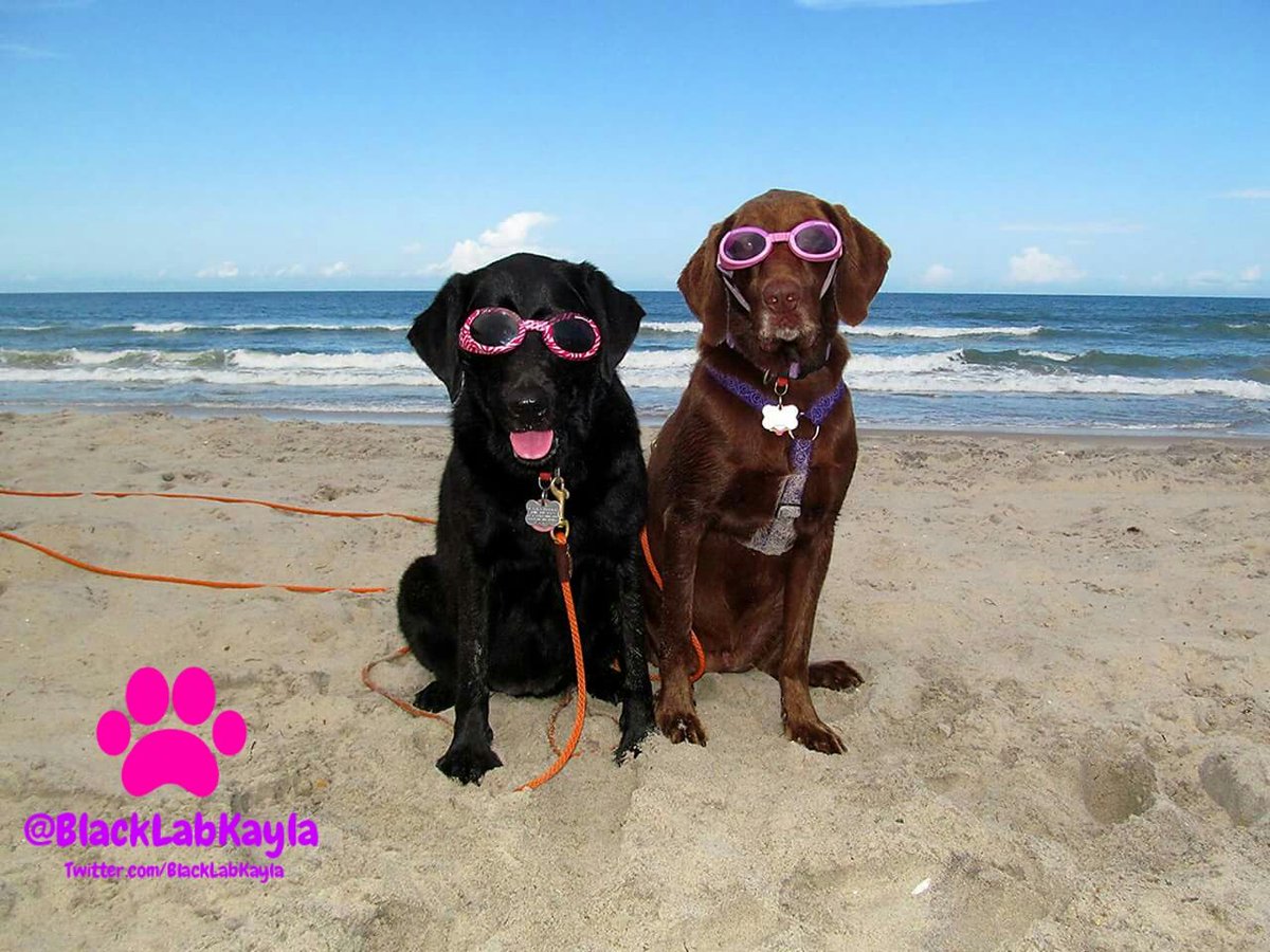 BlackLabKayla's tweet photo. I've been quiet because we were on #vacation ! #DogsOfOBX #Beach #OBX #OregonInlet #Labrador #GSP #DogsOfTwitter https://t.co/VSifhfRjFn