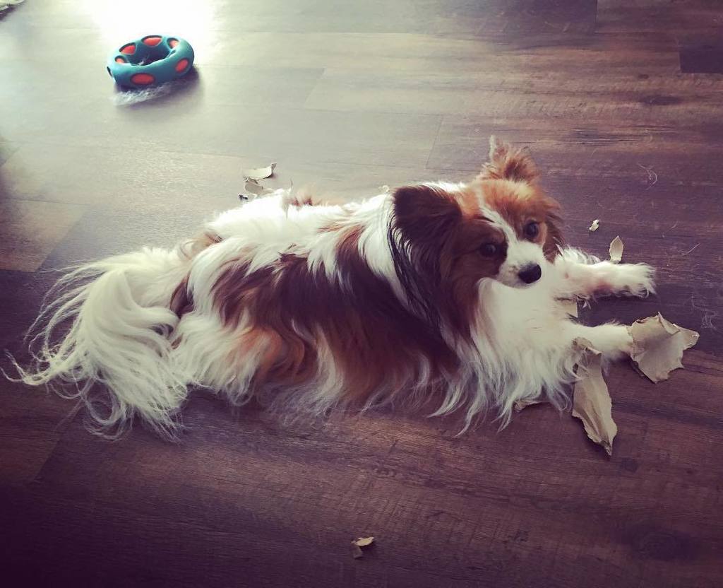matthewjbonelli's tweet photo. "What? I didn't do anything..."
#papillonlife #papillon #dogsofinstagram https://t.co/sdEJNe0UK1