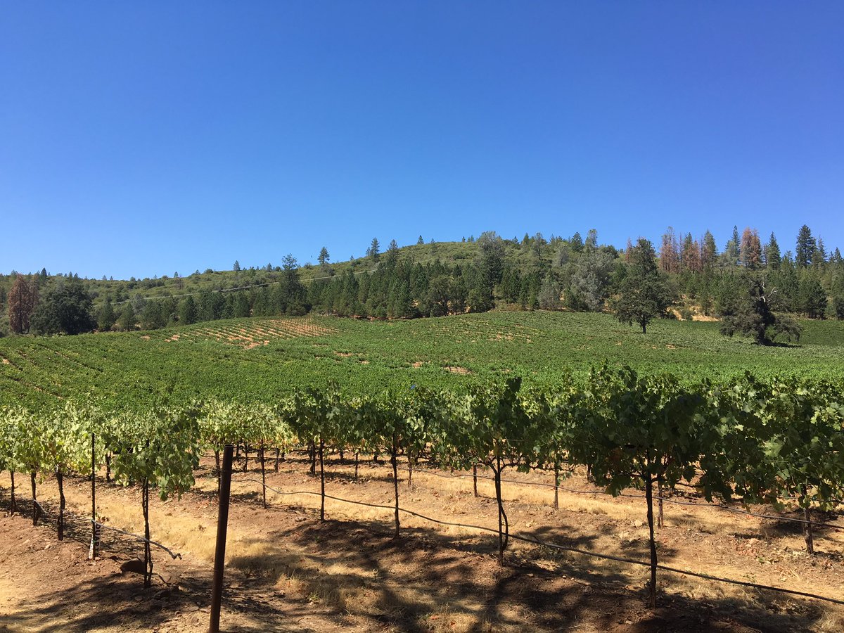 TravelBTG's tweet photo. In the heart of #49ner country #murphys #sierrafoothills @IronstoneWinery drove up highway 49 to get here #WBF16 https://t.co/VIv3XMNyr5