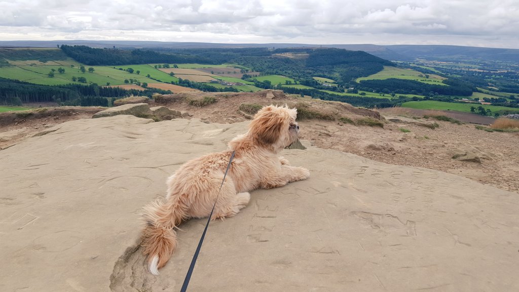 Charliepawz's tweet photo. Taking in the views. 
#beautiful 
#roseberrytopping
#localgem https://t.co/LMsntKu87h