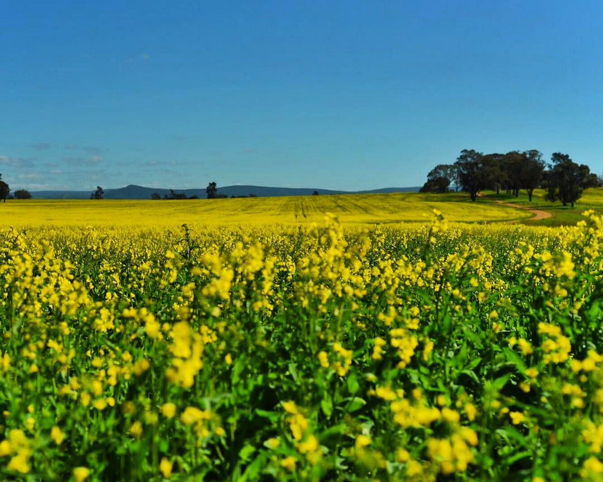 CowraTourism's tweet photo. Beautiful Canola fields are starting to flower. Few more weeks of sunny weather & you will see fields of gold. https://t.co/cF9k7NbKTL