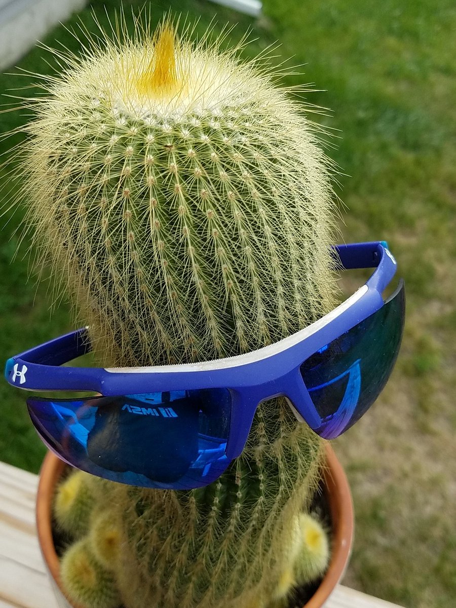 Cactguy tweet picture
