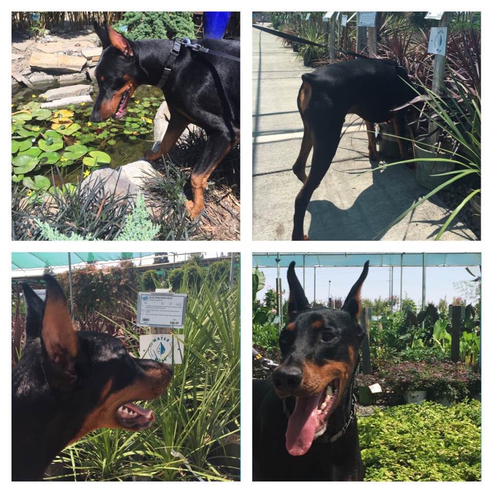 Kirsten Macintyre On Twitter Guinness Sharing His Dog Friendly