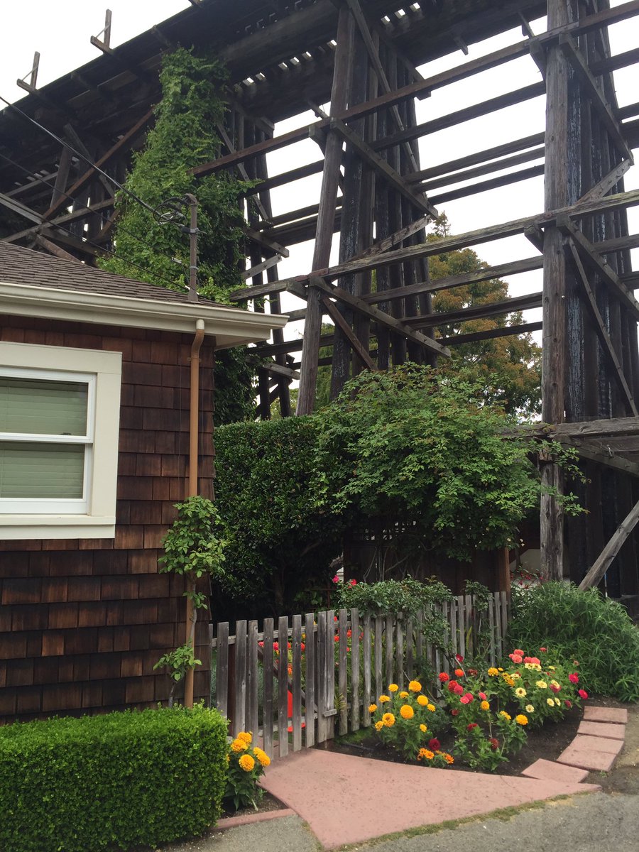 Old train trestle with Boston Ivy...cute pockets of gardens here in Capitola, CA