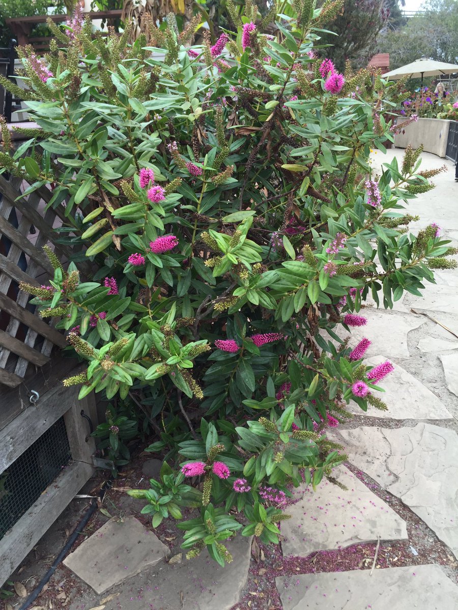 Hebes do well here on the coast