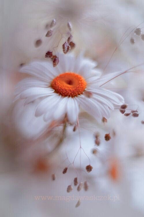 Estrella51Ahora's tweet image. “Simplicity is making the journey of this life with just baggage enough.”🌻