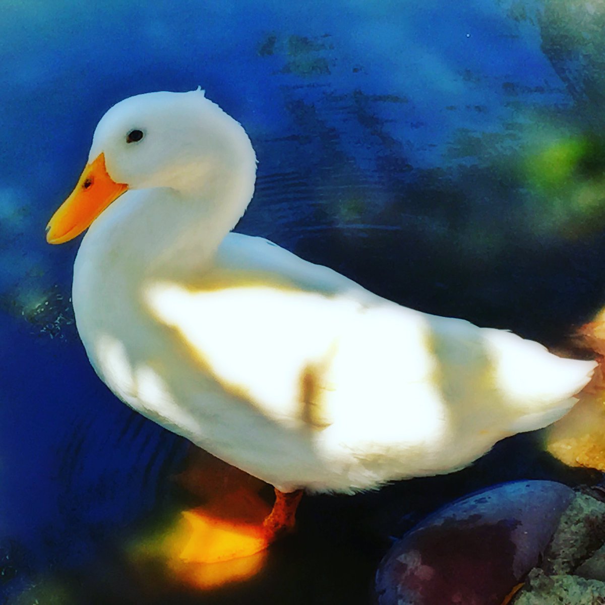 wookielover53's tweet photo. look at this beauty #duck  #roadrunnerpark #beauty #beautiful  #iphonephoto #myphotos with @ashley_nieman https://t.co/OC2osW7l7F