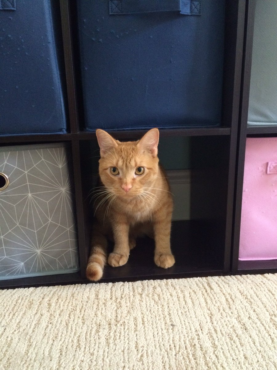 KCkitty617's tweet photo. My kitty is crazy https://t.co/dKYGTVpgyJ