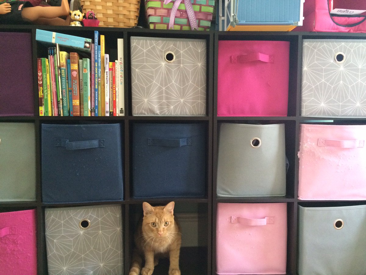 KCkitty617's tweet photo. My kitty is crazy https://t.co/dKYGTVpgyJ