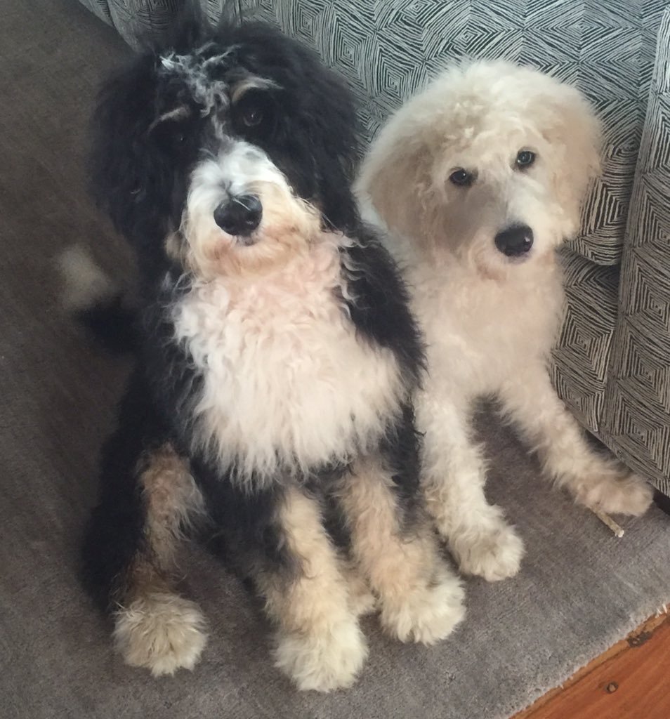 great pyrenees and poodle