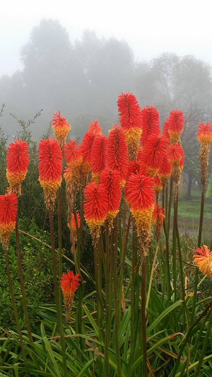 OtwayEscapes's tweet photo. Our red hot pokers:  Reliable sunshine and beauty against the morning mist. https://t.co/MxPvSScpNA
