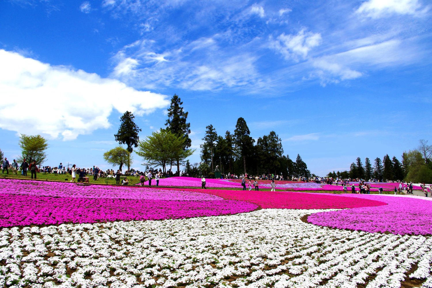 土日に行きたい日本の絶景 秩父市の羊山公園 埼玉県 春になるとカラフルな絨毯の模様のように 丘一面が芝桜の花で埋めつくされる 芝桜の丘 があり 花の見頃の４月中旬から５月上旬には 芝桜まつり が開催されています T Co Vln2fqrw1n