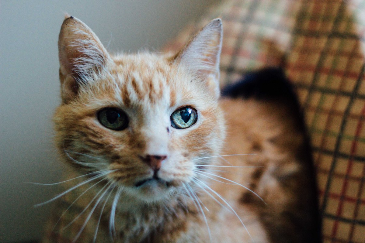 Sweet Carl, who is 18 years young, is TBA's eldest resident. #CatSanctuary #SeniorCatsRule #OrangeCats