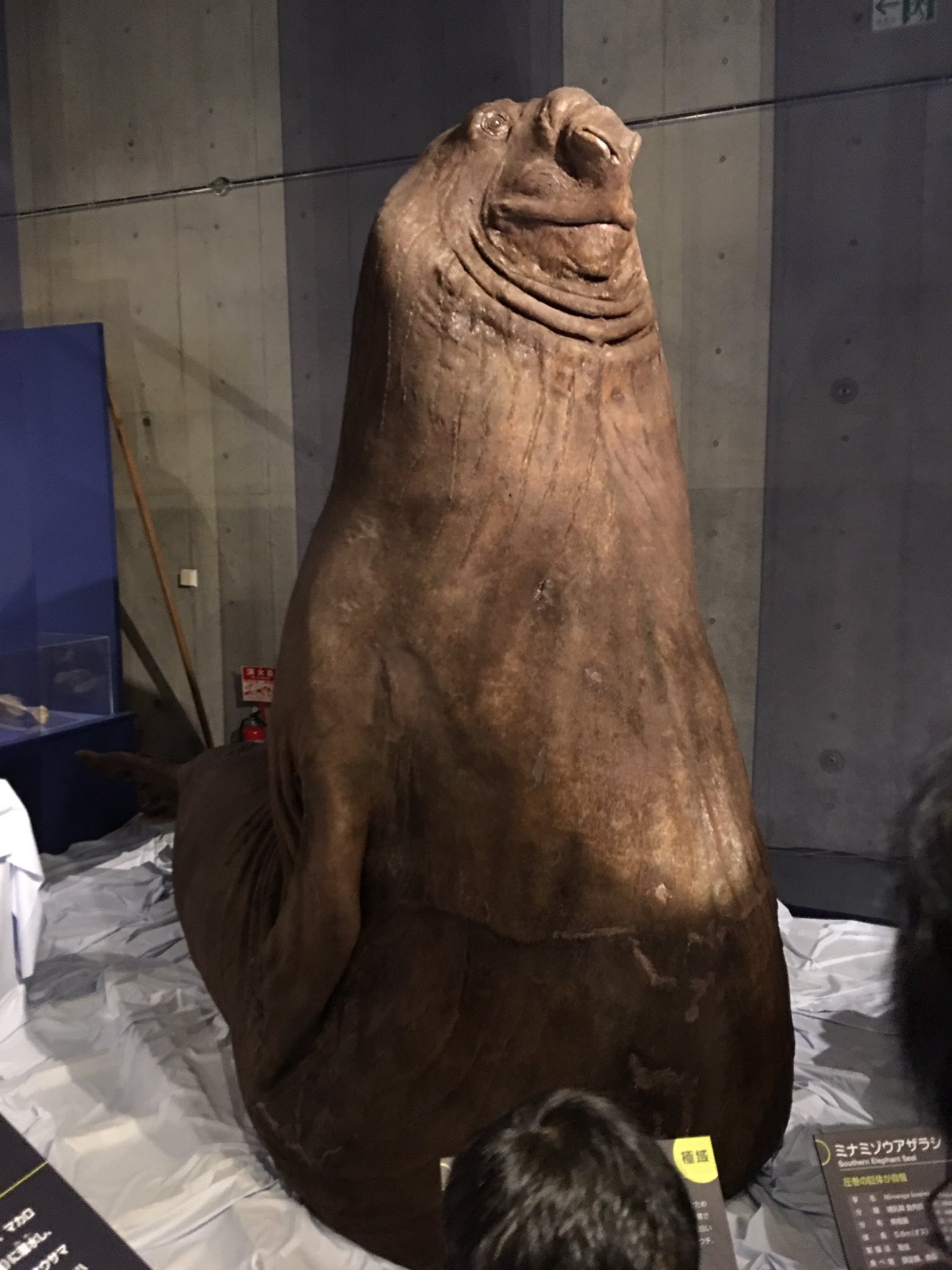 تويتر しぶといもっさん على تويتر 昨日の海のハンター展で見たミナミゾウアザラシの剥製がtko木下さんの親指のものまねに似てたなぁ D T Co Chfqwkqnhb