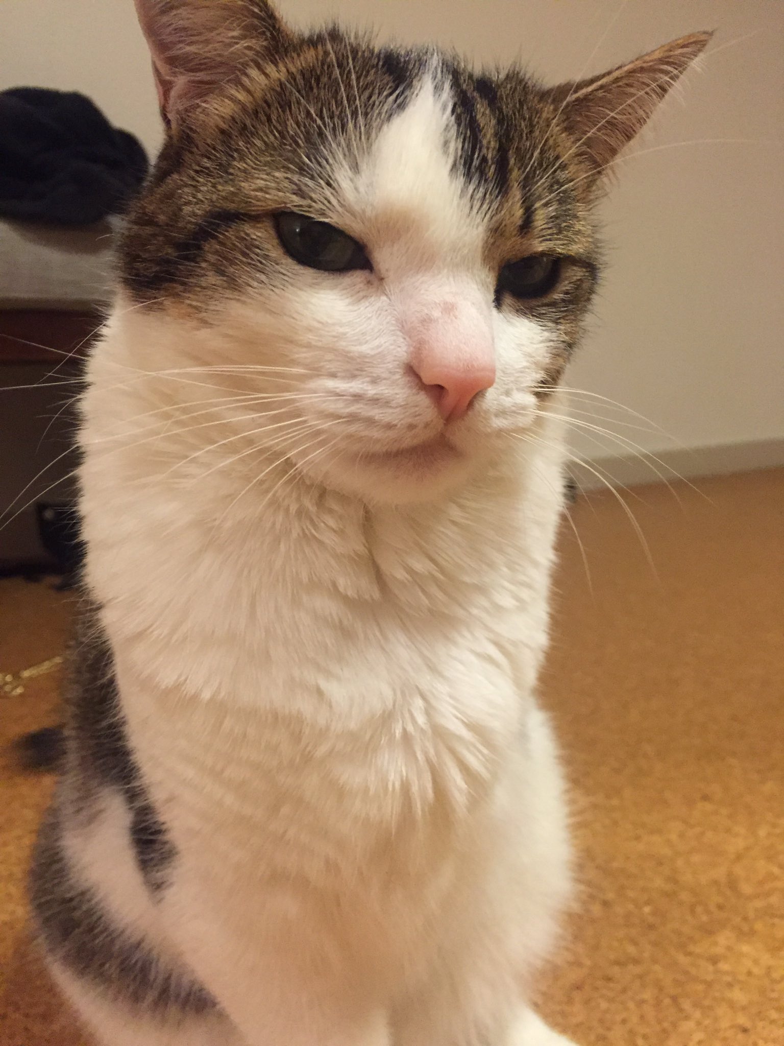 Resting cat face (RCF). - Modkat