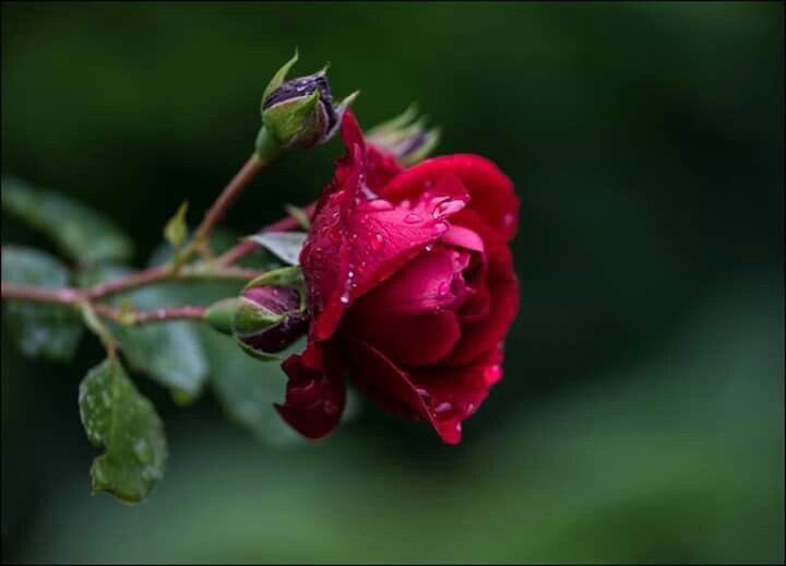 گم هو مُرهق ذلك الشعور ؟ 
عندما تغمض عينيك لتنام فيبدأ حديث الذاكره الذي لا ينتهي..!!