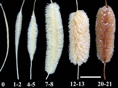 AgriEducate's tweet photo. Pipe cleaner? Actually a root! In WA's sandy soils #clusterroots on Banksias improve P uptake in poor soil #NatSciWk https://t.co/je78GKZplA
