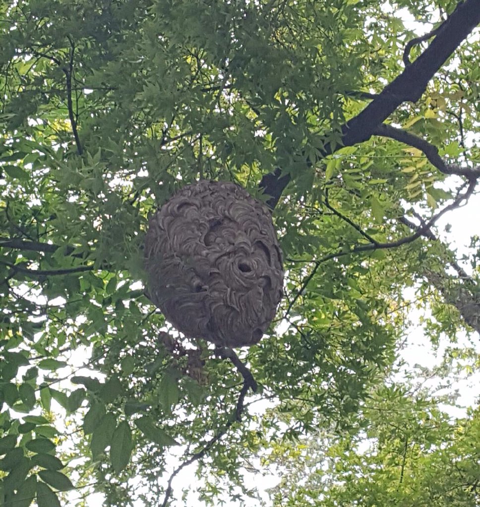 Cnjpest's tweet photo. Look at the size of this nest!!!!! https://t.co/e6KE9f5Fn4