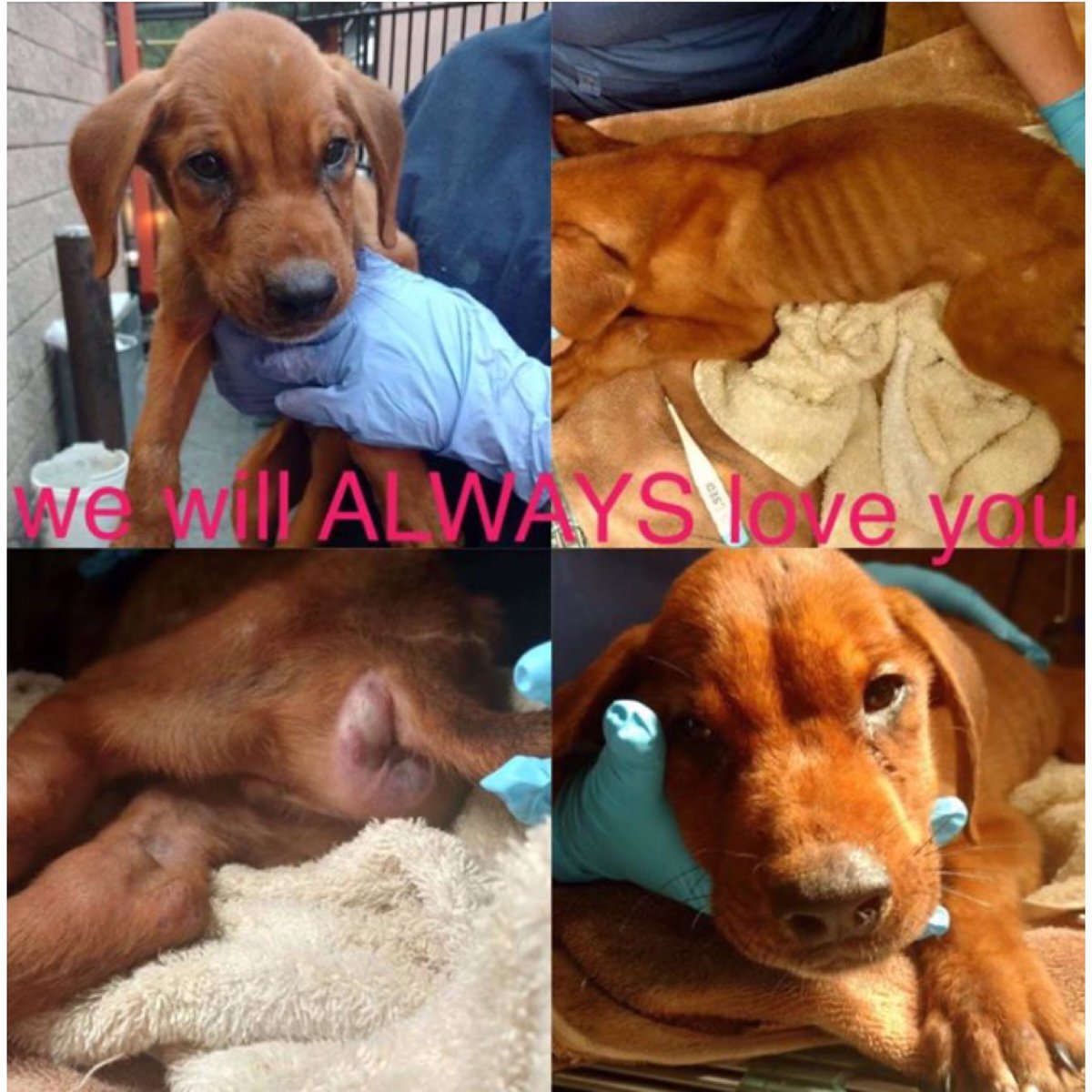 luminni's tweet photo. .@wsbradio $5000 reward @RDR_NYC for info about the puppy Caleb's rapist/killer #JusticeForCaleb in Georgia #GA https://t.co/quVfNVsP4v