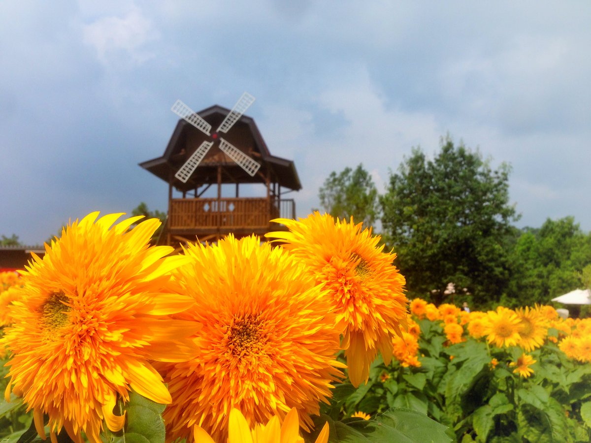 世羅高原農場 公式 Flower Information 16 8 15 おはようございます ひまわりの丘は満開で見頃が続いています 写真は１つの種から沢山の花が咲いてくる分枝品種 東北八重 です 世羅高原農場 ひまわり