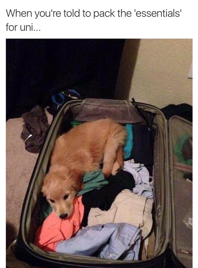 SpottedLaurier's tweet photo. Packing for Laurier like... https://t.co/GnVeOYUfAS