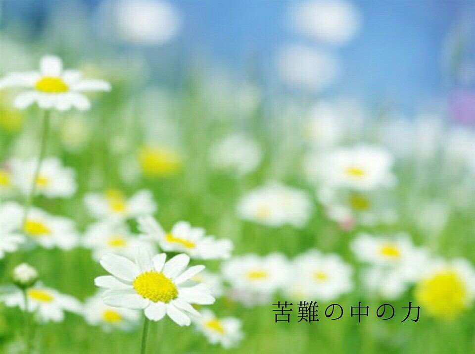 このすけ 図書館戦争で好きになった カミツレの花 苦難の中の力 今のsmapファンに似合うんじゃないかな 悲しい 悔しいのに Smapのためにcd買ったりしてる カッコイイよ Smap解散 Smap25周年に300万枚の花束を