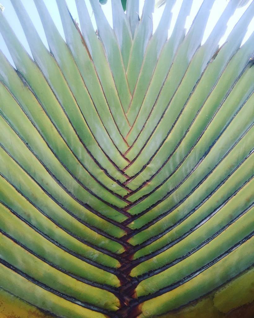PeterSchaad's tweet photo. Nature doing its thing #peterschaad #psdesignstudio #bali2016 https://t.co/3Avx3ITUmg https://t.co/pzMiGay8v2