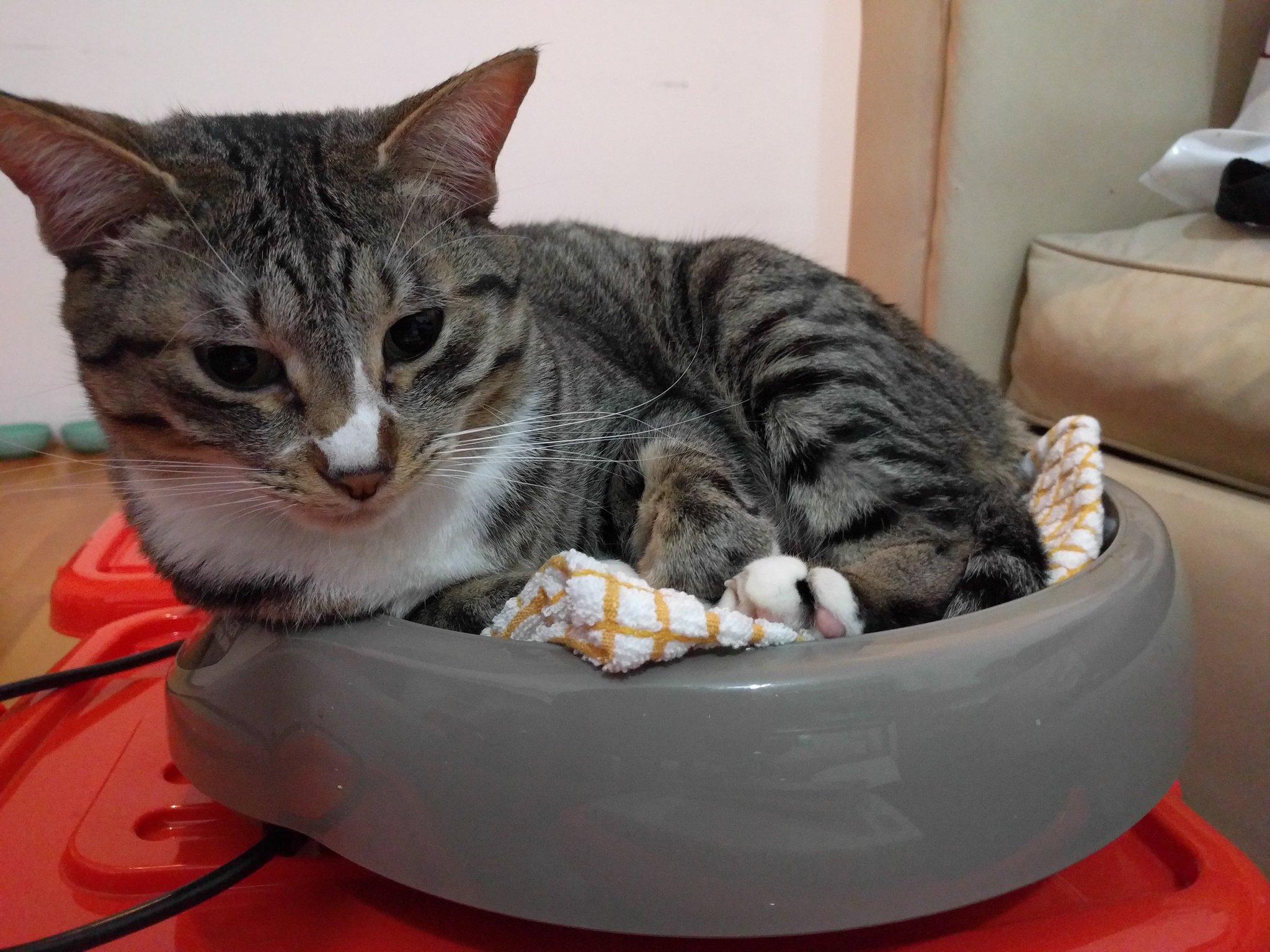 ねこ吉 リアル猫鍋だｗ ねこ Cat にゃんこ ぬこ ねこ部 南の島の風ちゃん Gato ねこ鍋 ホットプレート そこじゃない 料理されるぞ リアル猫鍋 海外生活 アルゼンチン ブエノスアイレス 今は冬 T Co S35d7tq8fk Twitter