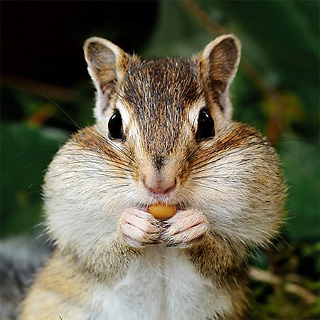 ChanelRenee12's tweet photo. Ready to embrace my inner chipmunk  #byewisdomteeth https://t.co/N6oCbKML4L