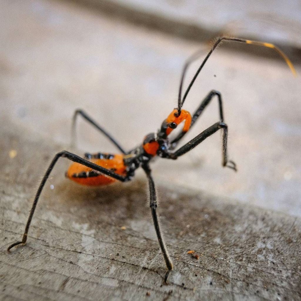 ChenthilMohan's tweet photo. Orange is the new Black #identifythisbug #arachnid #bugworld #fujimcex16 #fujixpro2 https://t.co/bWs7LrBO8i https://t.co/uhq2qbomov