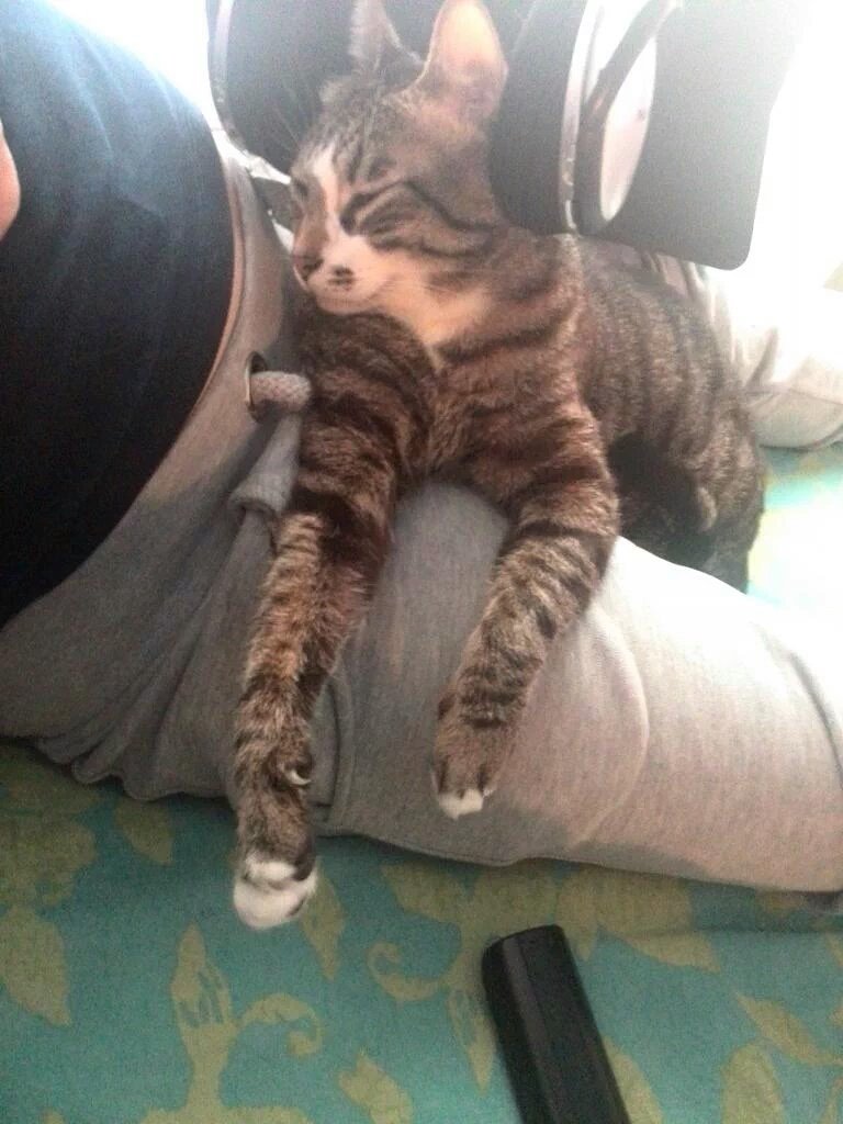 antogea's tweet photo. Non esiste 1#sorriso senza #gatto 😺 💕 #InternationalCatDay #Lapik e #Tilda @mylsveta #gattininudi @natlusenti https://t.co/fm0eVbcv0y