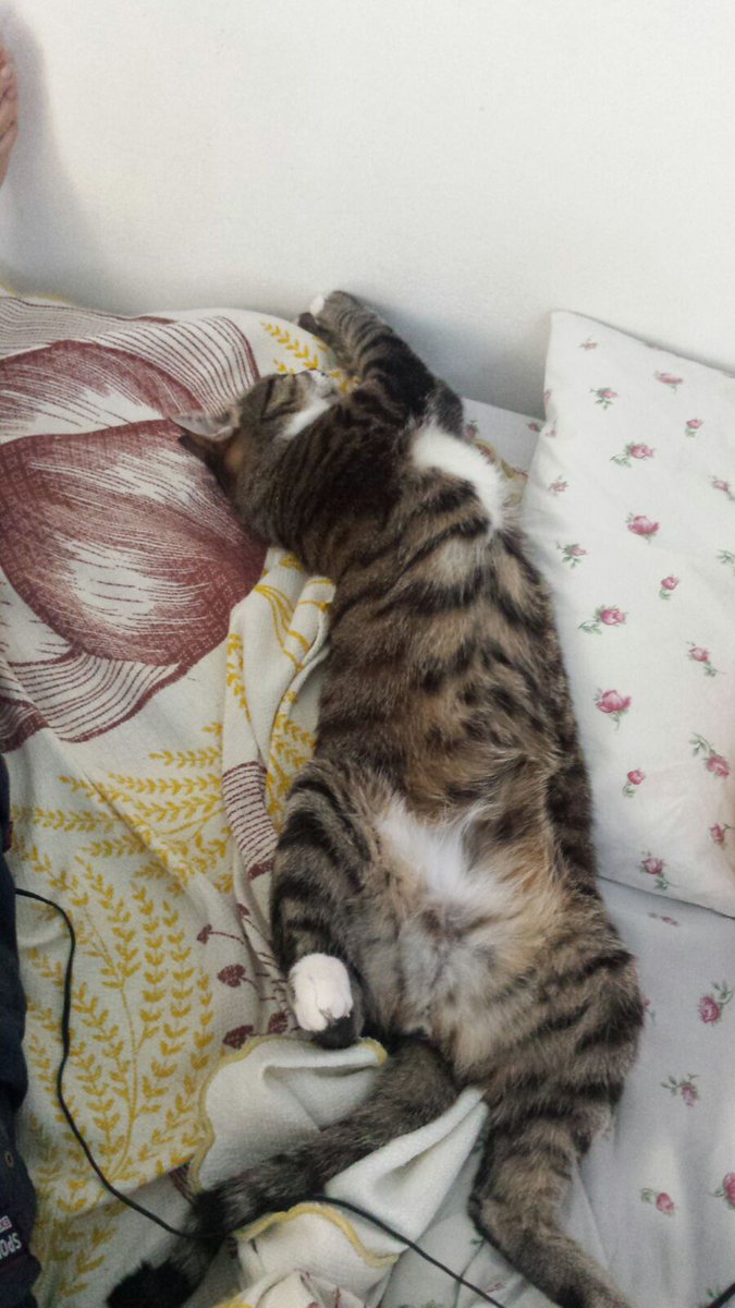 antogea's tweet photo. Non esiste 1#sorriso senza #gatto 😺 💕 #InternationalCatDay #Lapik e #Tilda @mylsveta #gattininudi @natlusenti https://t.co/fm0eVbcv0y