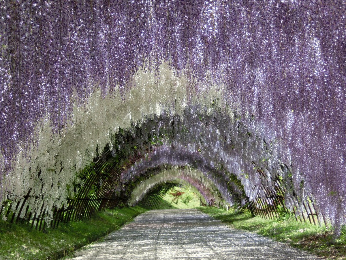 河内藤園【福岡県】

春の藤園では、明るい陽射しを受けて優しい色合いの藤の花が続く藤のトンネルや藤棚を楽しめ、

秋のモミジの森では、見事に色づいた紅葉に囲まれながらの散策が出来ます。