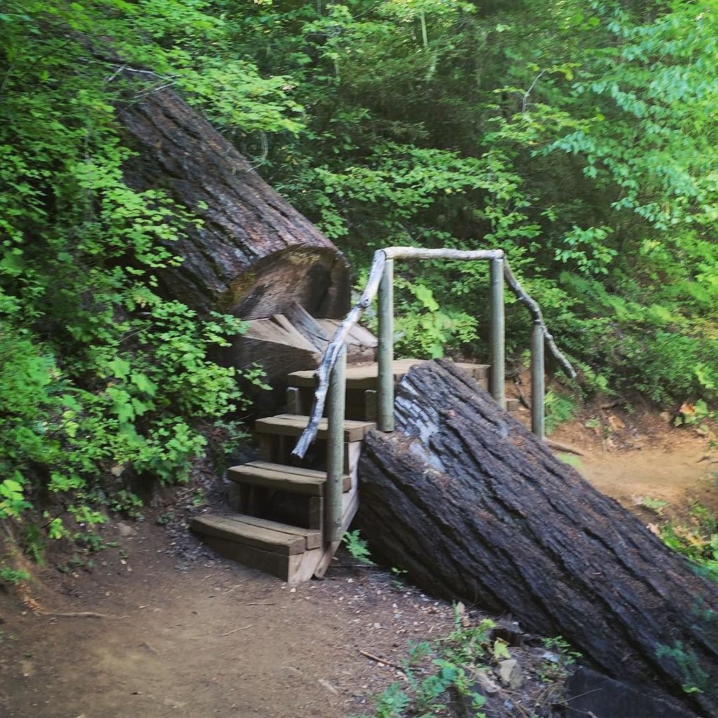 laurenezb's tweet photo. Sometimes it's easier to build over.
#mckenzieriver #mckenzierivertrail #pnw #pnwonderlan… https://t.co/XSSjmnOq5u https://t.co/aimjdBuuXn