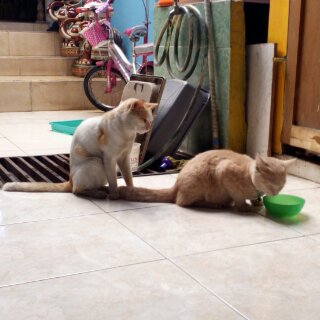 Duh Lama banget sih minumnya gw ngantri dr tadi nihhh ..
Miiiaaawwwwww...
Markcey ;))