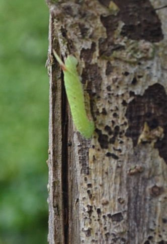 Anybody any idea what this caterpillar might be please? #ilkley <a href="/the_RHS/">The RHS</a> <a href="/TheGardenersRT/">TheGardenersRetweet</a> #Butterfly @YorkshireNGS
